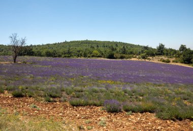 provence, lavanta alanına yakın sault, Fransa