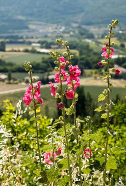 Çiçek açması ebegümeci çiçek Provence kırsal manzara arka planı