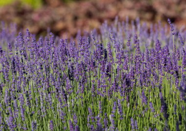  Fransa, Sault yakınlarındaki Provence 'de açan lavanta çiçekleri.