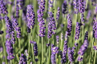  Fransa, Sault yakınlarındaki Provence 'de açan lavanta çiçekleri.