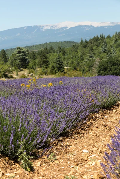 薰衣草领域附近的苏和 Ventoux 在背景 普罗旺斯 — 图库照片