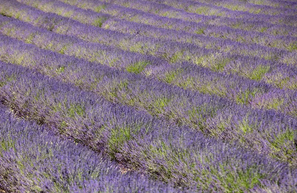 Levandulové Pole Provence Poblíž Sault Francie — Stock fotografie