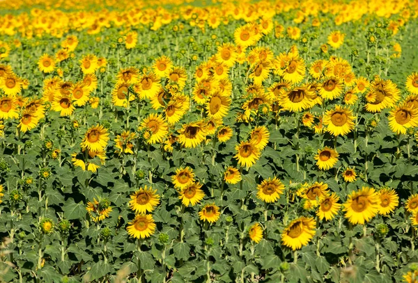 Sonnenblumenfeld Bei Arles Der Provence Frankreich — Stockfoto