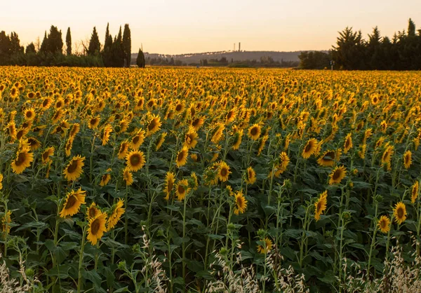 Campo Girassóis Perto Arles Provence França — Fotografia de Stock