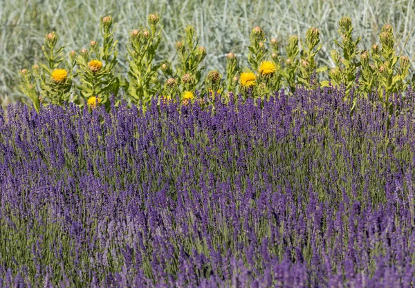 Blomstrande Lavendel Och Gula Stjärnor Tistel Blommorna — Stockfoto