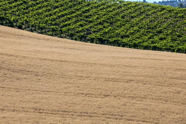 Pohled Obilných Polích Vinicích Zvlněných Kopcích Oblasti Abruzzo Itálie — Stock fotografie