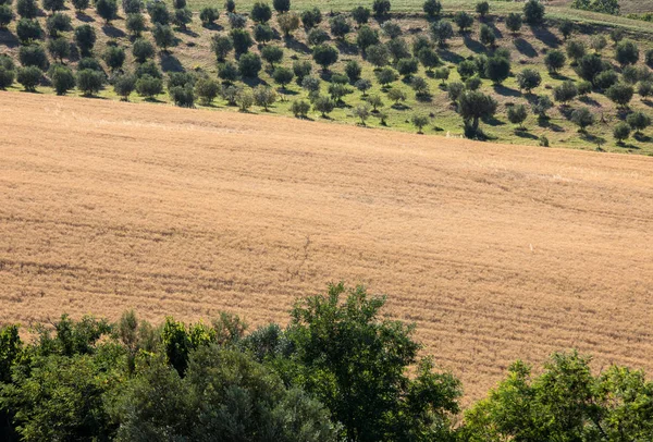 Utsikt Över Olivlundar Och Fält Böljande Kullar Abruzzo — Stockfoto