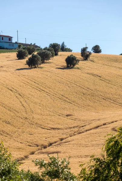 Weergave Van Olijfboomgaarden Velden Glooiende Heuvels Van Abruzzo — Stockfoto