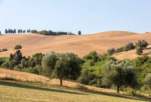 Panorámás Kilátás Nyílik Olajfaligetek Mezők Dombok Abruzzo — Stock Fotó