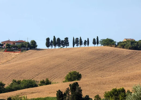 Row Cypresses Growing Grain Rolling Hills Abruzzo Italy — Stock Photo, Image