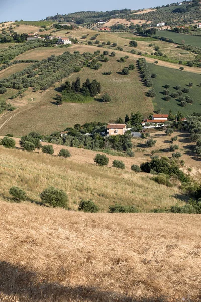 Panoramatický Pohled Olivových Hájů Hospodářství Zvlněných Kopcích Abruzzo — Stock fotografie