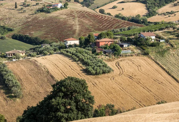 Πανοραμική Άποψη Ελαιώνων Και Αγροκτήματα Πάνω Λοφίσκους Του Abruzzo — Φωτογραφία Αρχείου