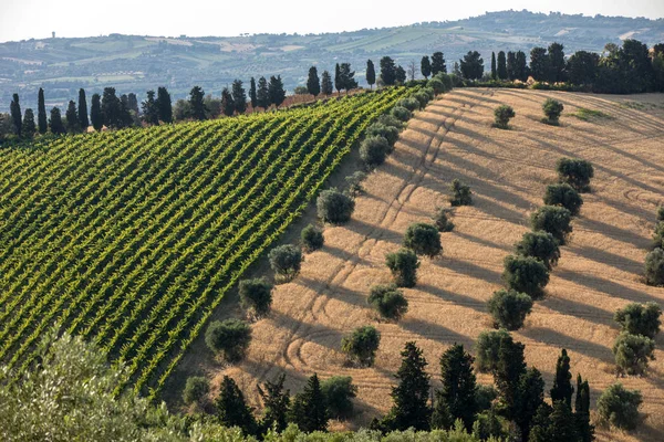Panorámás Kilátás Nyílik Olajfa Szőlő Gazdaságok Dombok Abruzzo Olaszország — Stock Fotó