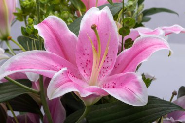 Pembe zambak çiçeğine yaklaş