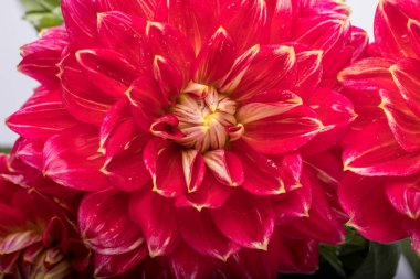 Beyaz arkaplanda kırmızı yıldız çiçeği izole edildi