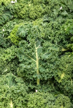 Sağlıklı taze kıvırcık lahana