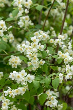 Yasemin bahçe içinde güzel çiçek şube