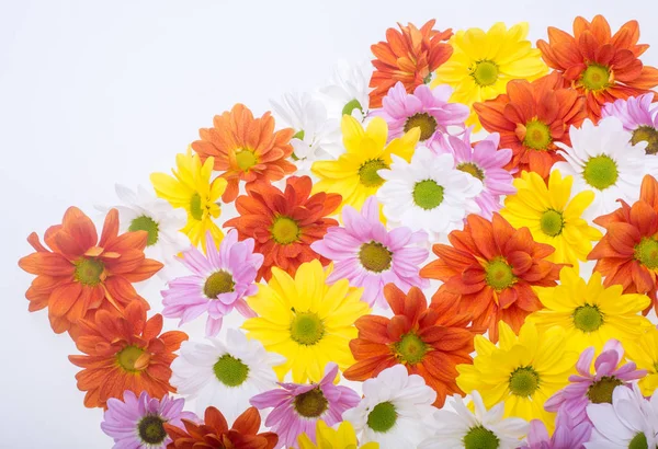 Imagen Fondo Las Coloridas Flores Crisantemo — Foto de Stock