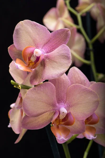 Pastel Flor Orquídea Isolado Fundo Preto — Fotografia de Stock