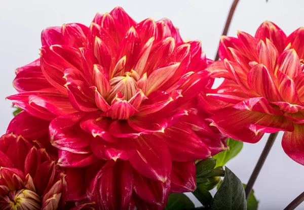 Flor Dahlia Vermelho Isolado Fundo Branco — Fotografia de Stock