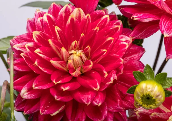 Flor Dahlia Vermelho Isolado Fundo Branco — Fotografia de Stock