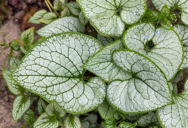 Heartleaf brunnera, Sibirya böceği parlatıcısı (Brunnera makrophylla 'Jack Frost') bahçede