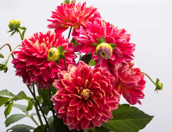 stock image Red dahlia flower isolated on white background