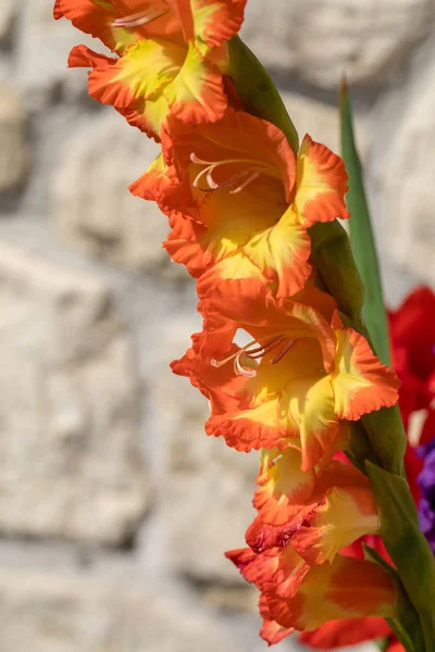 Cabeça Flor Gladiolus Contra Fundo Uma Parede Calcário — Fotografia de Stock