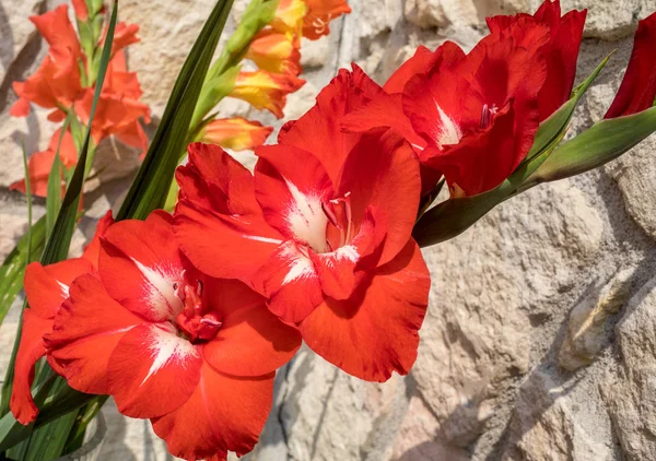 Chef För Gladiolus Blomma Mot Bakgrund Kalksten Vägg — Stockfoto