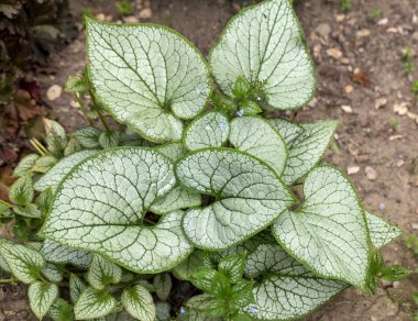 Heartleaf brunnera, Sibirya böceği parlatıcısı (Brunnera makrophylla 'Jack Frost') bahçede