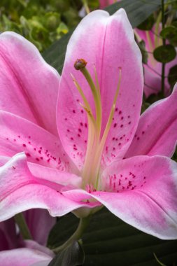 Pembe zambak çiçeğine yaklaş