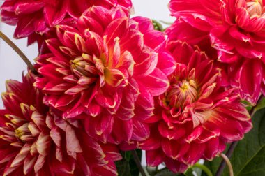 Beyaz arkaplanda kırmızı yıldız çiçeği izole edildi