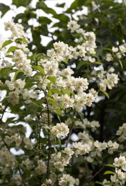 Yasemin bahçe içinde güzel çiçek şube