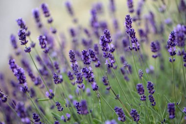  Fransa, Sault yakınlarındaki Provence 'de açan lavanta çiçekleri.
