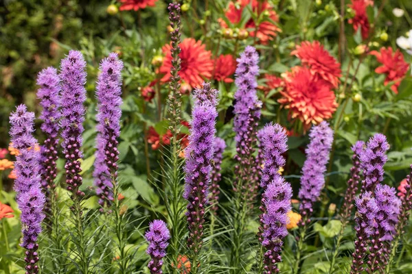 Liatris Spicata Květiny Letní Zahradě — Stock fotografie