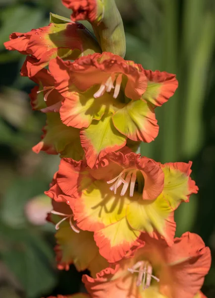 Yaz Bahçesindeki Gladiolus Çiçeğinin Başı — Stok fotoğraf