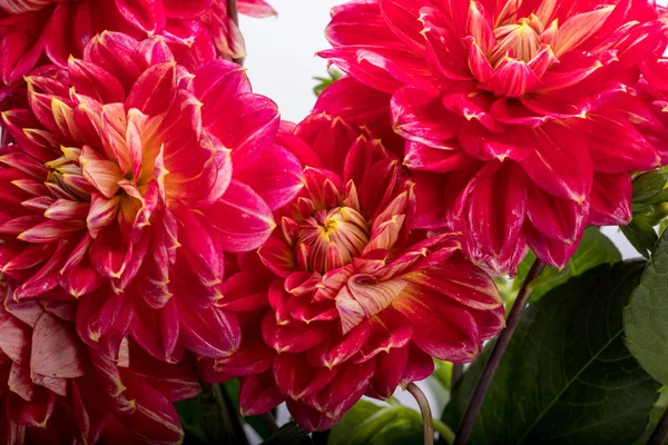 Красный Цветок Георгины Белом Фоне — стоковое фото