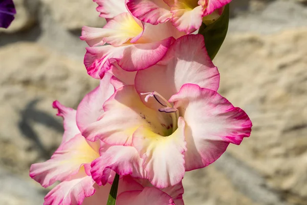 Cabeça Flor Gladiolus Contra Fundo Uma Parede Calcário — Fotografia de Stock