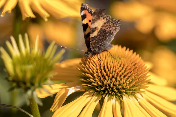 Festett Hölgy Vanessa Cardui Pillangó Táplálkozás Fekete Szemű Susan Rudbeckia — Stock Fotó