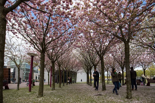 Amsterdam Netherlands April 2017 Garden Flowering Trees Inspired Van Gogh — Stock Photo, Image