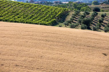Abruzzo tepelerinde yükseltmelerdeki panoramik manzaralı zeytinlik, üzüm bağları ve çiftlikleri. İtalya
