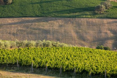 Abruzzo tepelerinde yükseltmelerdeki panoramik manzaralı zeytinlik, üzüm bağları ve çiftlikleri. İtalya