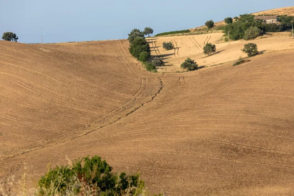 Utsikt Över Olivlundar Och Gårdar Böljande Kullar Abruzzo Italien — Stockfoto