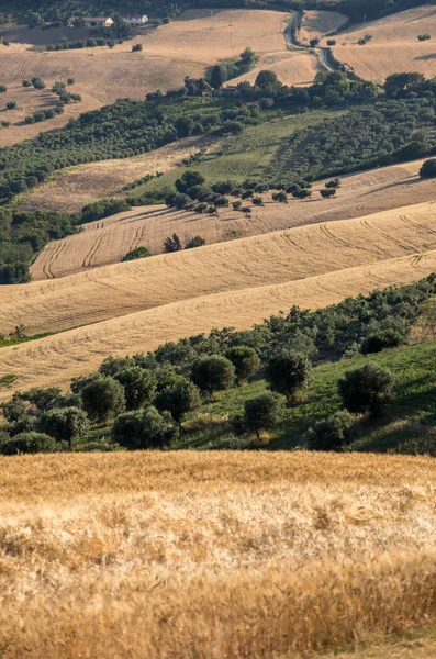 Πανοραμική Άποψη Ελαιώνων Και Αγροκτήματα Πάνω Λοφίσκους Του Abruzzo — Φωτογραφία Αρχείου