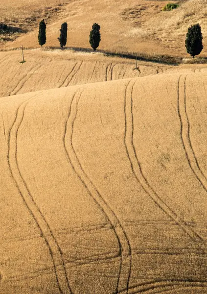 Eine Reihe Zypressen Inmitten Von Getreideanbau Auf Sanften Hügeln Der — Stockfoto