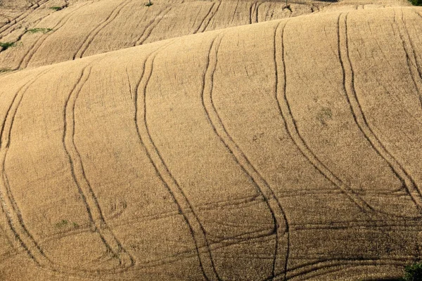 Campi Coltivazione Del Grano Sulle Dolci Colline Abruzzesi Italia — Foto Stock