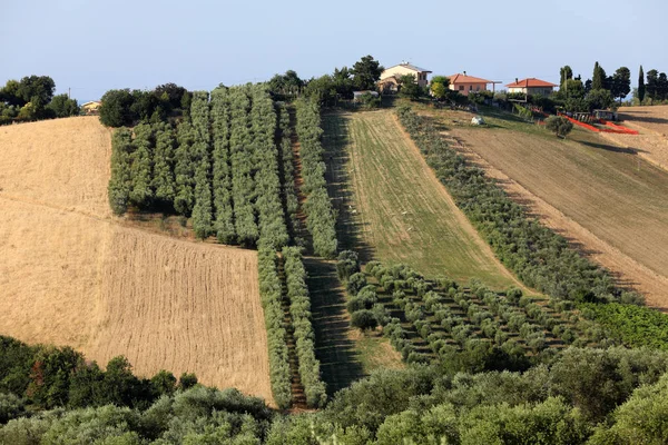 Panoramicznym Widokiem Gaje Oliwne Gospodarstw Wzgórzach Abruzzo — Zdjęcie stockowe