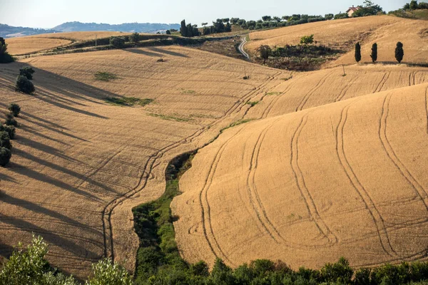 アブルッツォの丘を転がりに穀物を栽培のフィールドです イタリア — ストック写真
