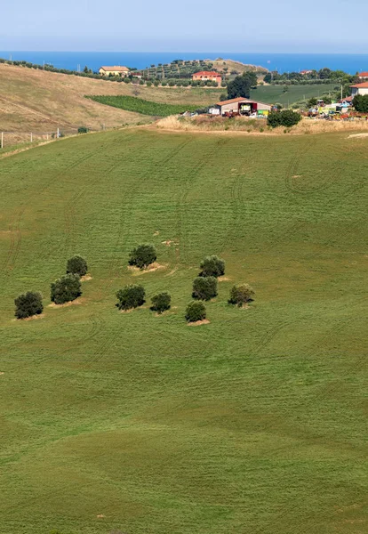 Widok Gajów Oliwnych Wzgórz Abruzji Włochy — Zdjęcie stockowe