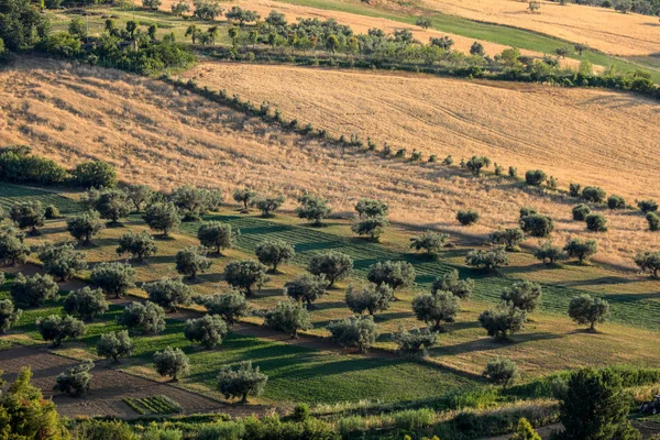 在阿布鲁佐连绵起伏的丘陵上橄榄树林和农场的全景图 — 图库照片